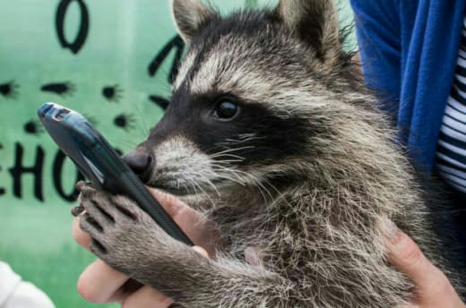 raccoon 01.02.2020