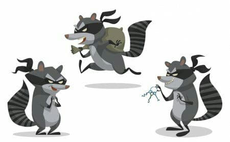 raccoon 01.02.2020