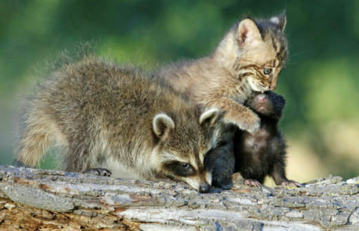 raccoon 31.01.2020