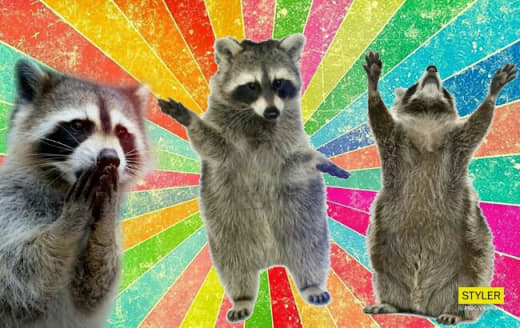 raccoon 31.01.2020