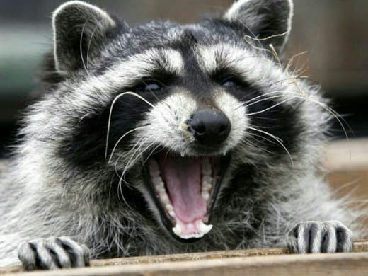 raccoon 31.01.2020