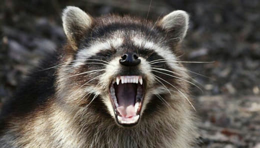 raccoon 30.01.2020