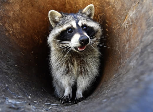 raccoon 30.01.2020
