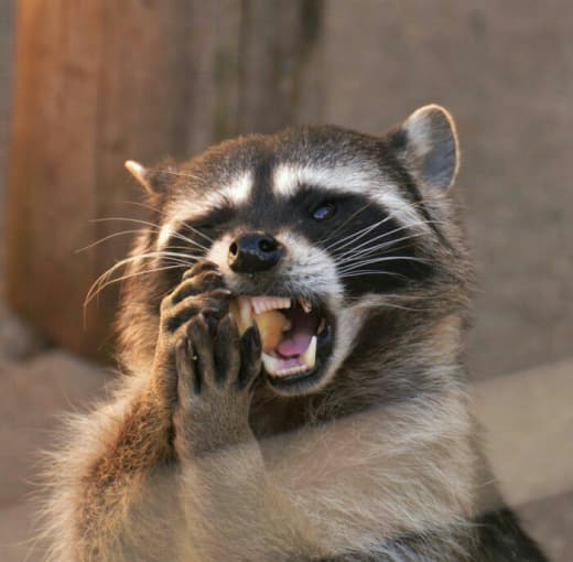 raccoon 30.01.2020