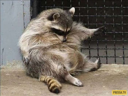 raccoon 30.01.2020