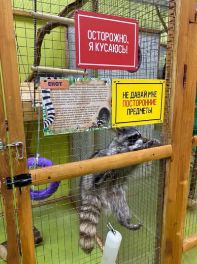 raccoon 30.01.2020