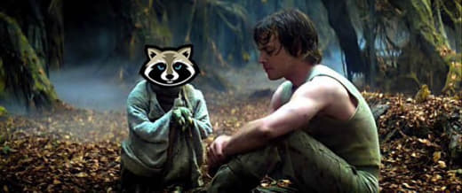 raccoon 30.01.2020