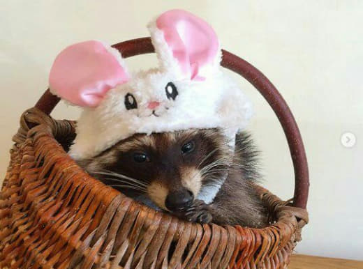 raccoon 29.01.2020