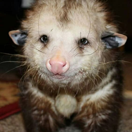 raccoon 29.01.2020