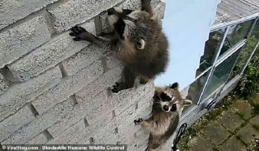 raccoon 28.01.2020