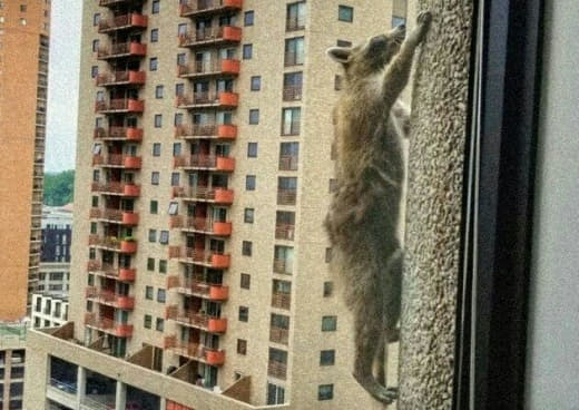 raccoon 28.01.2020