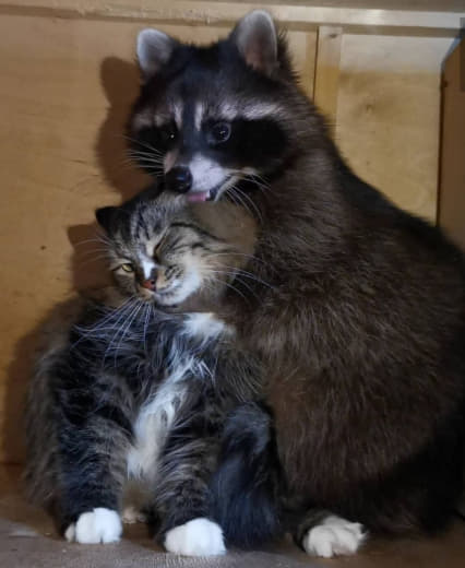 raccoon 27.01.2020