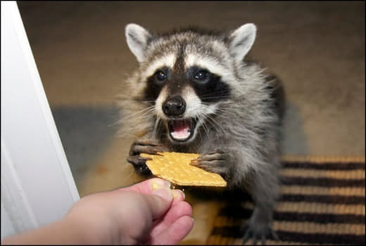 raccoon 27.01.2020