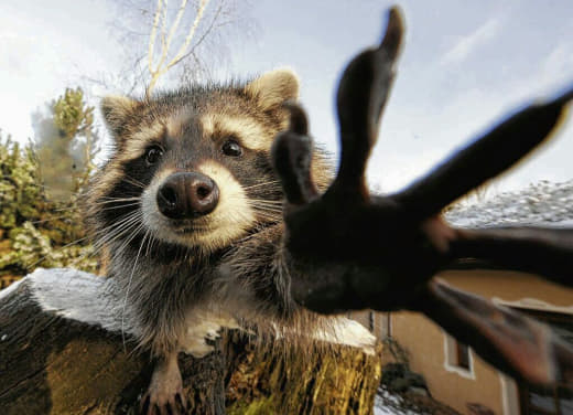 raccoon 27.01.2020