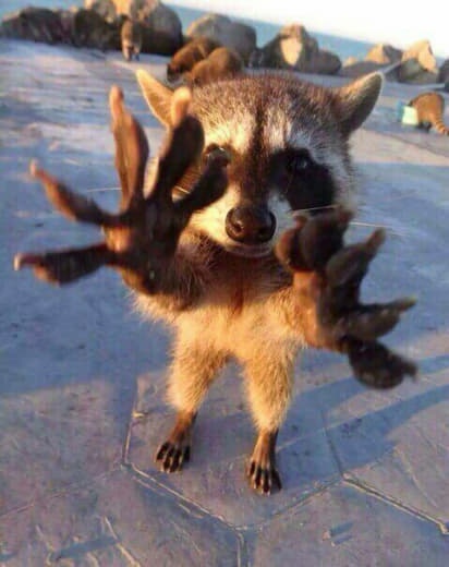 raccoon 27.01.2020