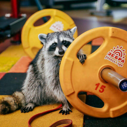 raccoon 27.01.2020