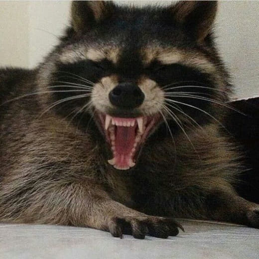 raccoon 27.01.2020