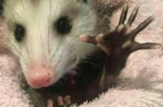 raccoon 27.01.2020