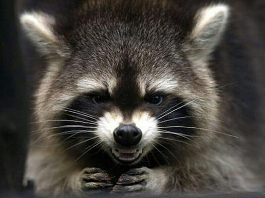 raccoon 27.01.2020