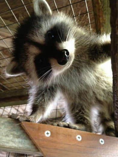 raccoon 27.01.2020