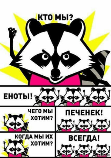 raccoon 27.01.2020