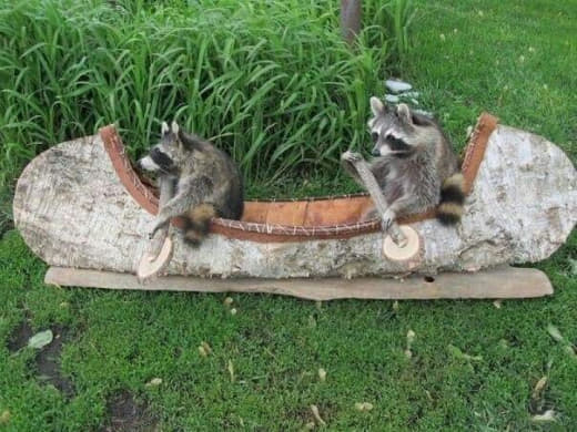 raccoon 26.01.2020