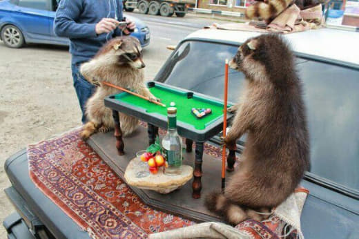 raccoon 26.01.2020