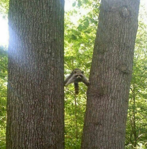 raccoon 26.01.2020