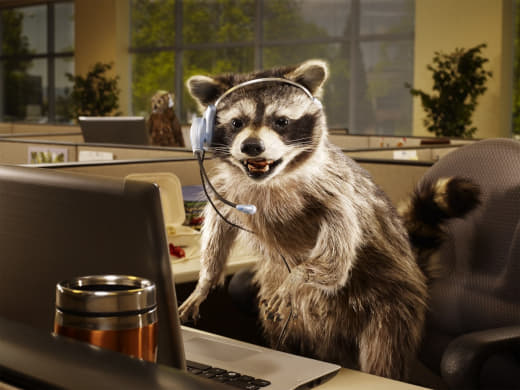 raccoon 26.01.2020