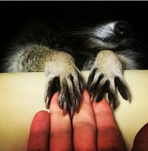 raccoon 26.01.2020