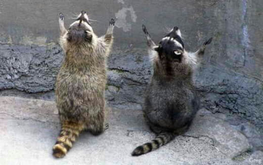 raccoon 26.01.2020