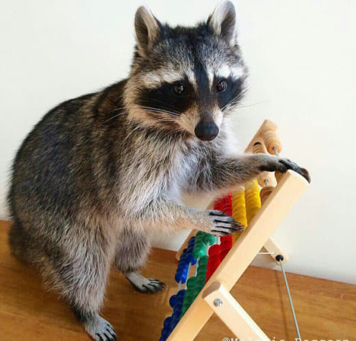 raccoon 26.01.2020