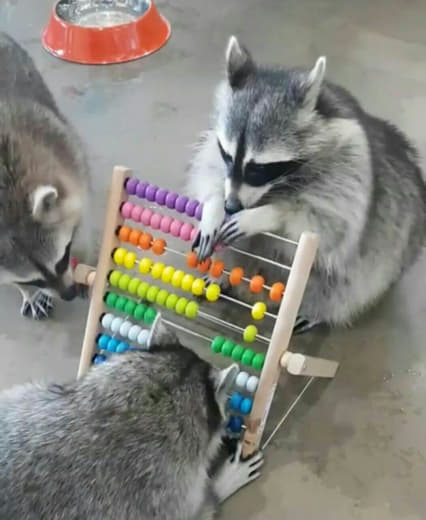raccoon 26.01.2020