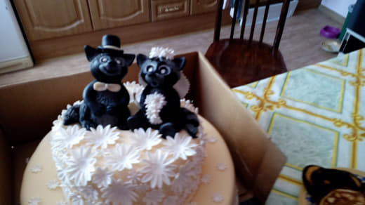 raccoon 26.01.2020