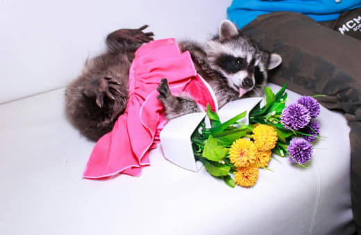 raccoon 26.01.2020