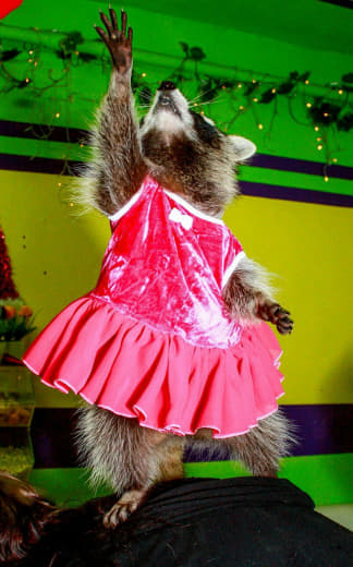 raccoon 26.01.2020