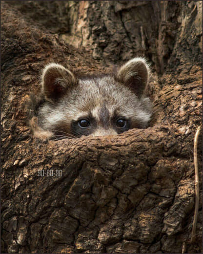 raccoon 26.01.2020
