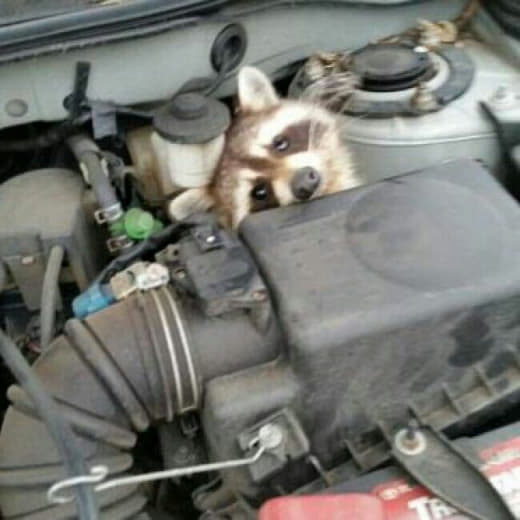 raccoon 26.01.2020