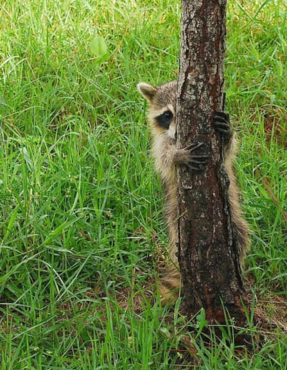 raccoon 26.01.2020