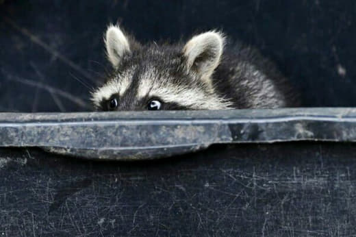 raccoon 26.01.2020