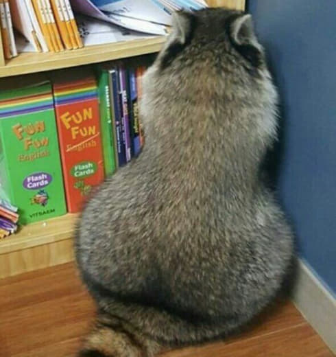 raccoon 26.01.2020