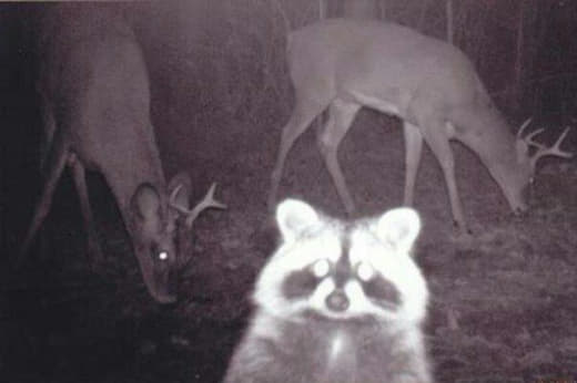 raccoon 26.01.2020