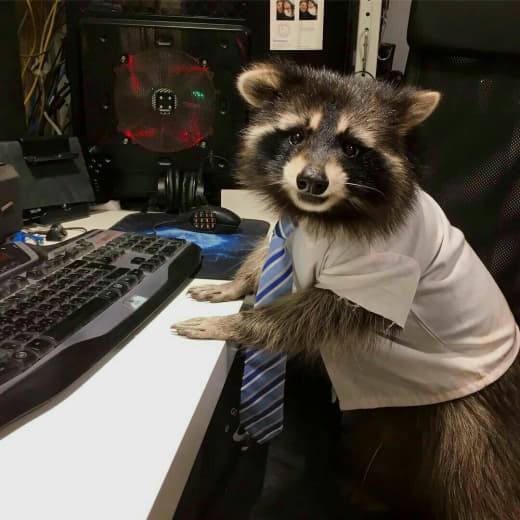 raccoon 25.01.2020