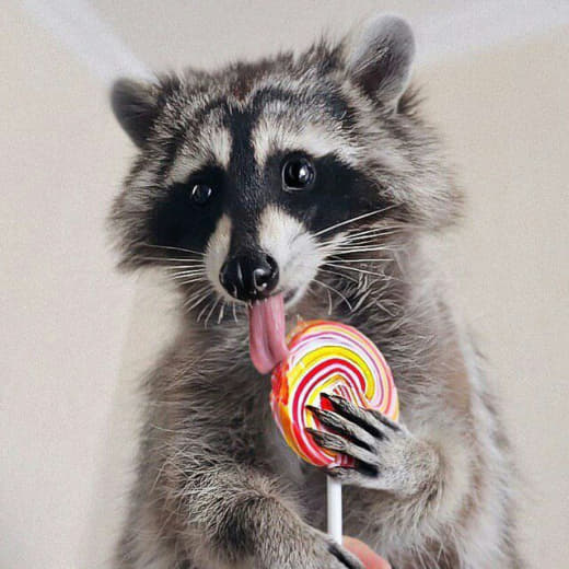 raccoon 25.01.2020