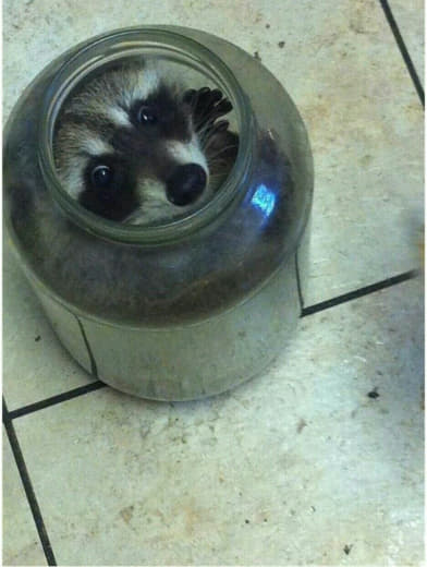 raccoon 25.01.2020