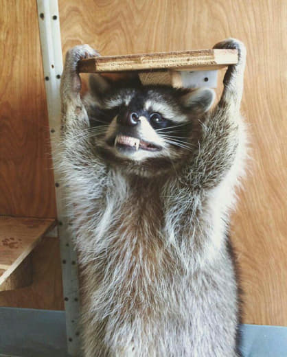 raccoon 25.01.2020