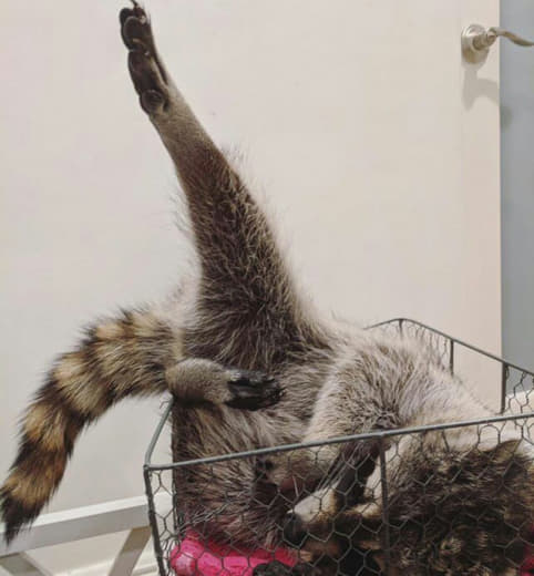 raccoon 25.01.2020