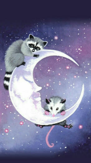 raccoon 25.01.2020