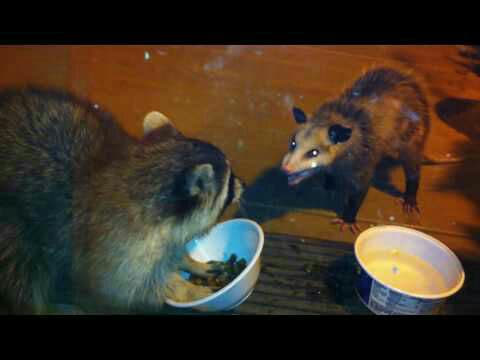 raccoon 25.01.2020