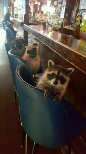 raccoon 24.01.2020